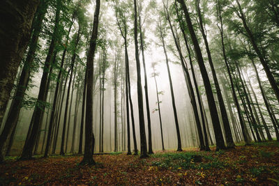 Trees in forest
