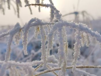 Close-up of frozen plant