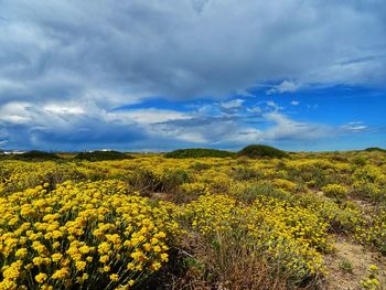 Scenic view of yellow flowering plants on field against sky