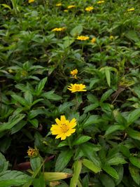 High angle view of yellow flowering plants