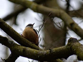 Low angle view of bird perching on branch