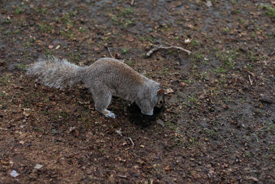 Squirrel in london park