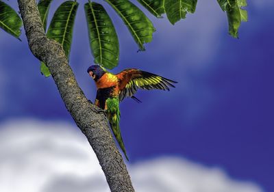 Low angle view of birds perching on tree