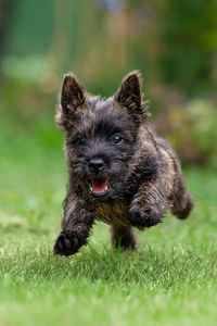 Happy cairn terrier puppy running on grass