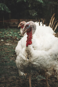 Close-up of turkeys standing on land