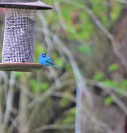 Close-up of bird perching on branch