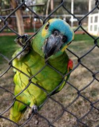 Close-up of parrot on chainlink fence
