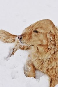 Close-up of dog sitting on snow