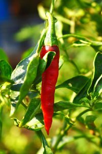 Close-up of red chili peppers on plant