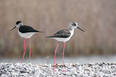 Birds perching on rock