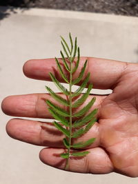 Close-up of person holding plant