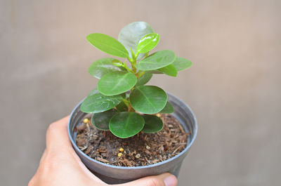 Close-up of hand holding small potted plant