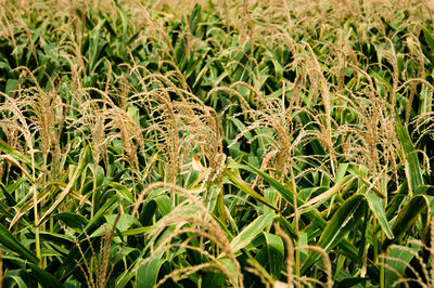 Full frame shot of corn field