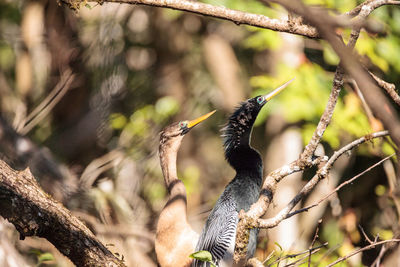 Close-up of birds perching on tree