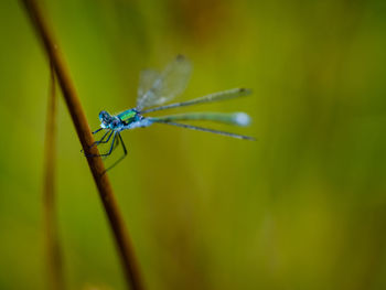 dragonflies and damseflies