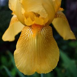 Close-up of yellow flowers