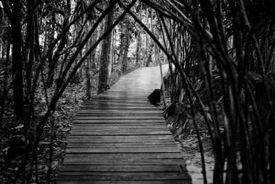 View of an empty footpath amidst trees