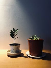 Potted plant on table against wall