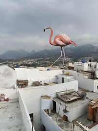 Seagull flying over sea against sky