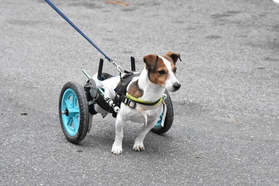 Dog with wheelchair on road