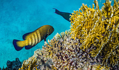 Fish swimming in sea