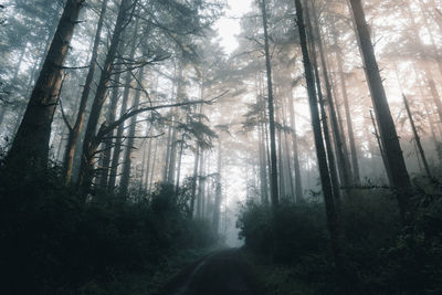 Trees in forest