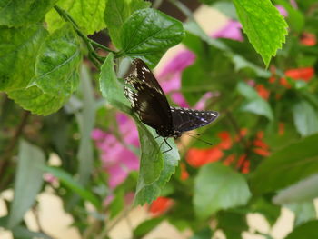 Close-up of butterfly pollinating on flower