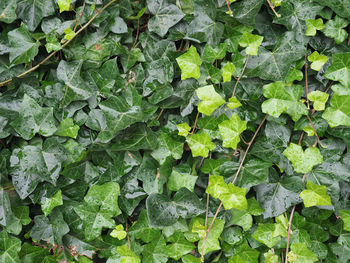 Full frame shot of plants