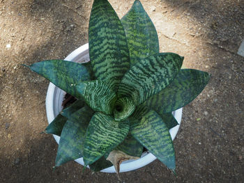 High angle view of succulent plant on field