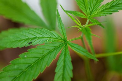 Close-up of fresh green leaves