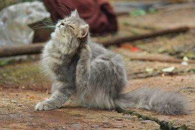 Close-up of cat sitting outdoors