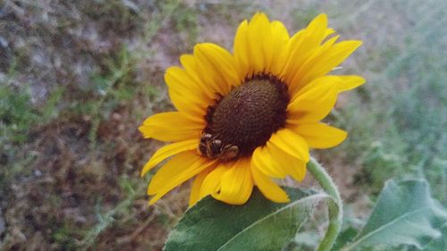 Close-up of honey bee on sunflower