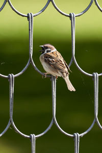 Bird perching on metal fence