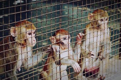 Birds in cage