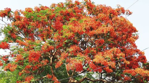 Low angle view of flowering tree against orange sky