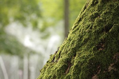 Close-up of moss on tree trunk