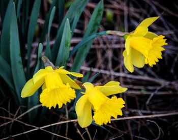 Close-up of yellow flower