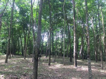 Trees growing in forest