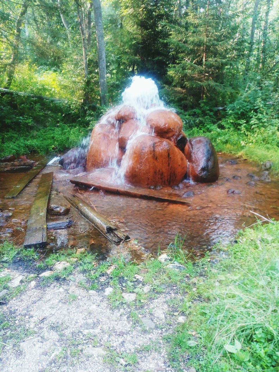 tree, forest, grass, rock - object, nature, day, plant, outdoors, no people, flowing water, growth, tranquility, deterioration, non-urban scene, green color, flowing, dirty, beauty in nature, tranquil scene, landscape