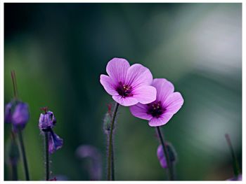 Close-up of pink flowers