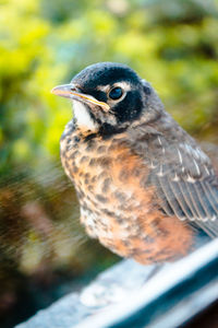 Close-up of bird perching on a tree