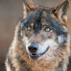 Close-up portrait of a dog