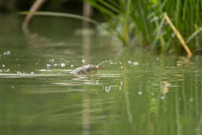 Duck swimming in lake