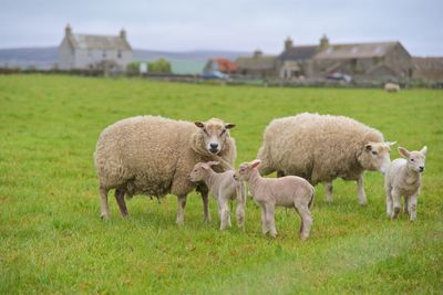 Sheep in a field