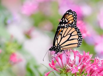 Close-up of butterfly pollinating on pink flower