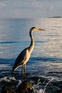 Side view of a bird on beach