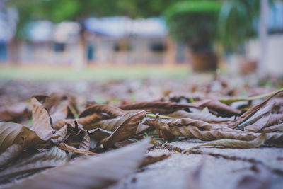 Close-up of dried leaves on ground