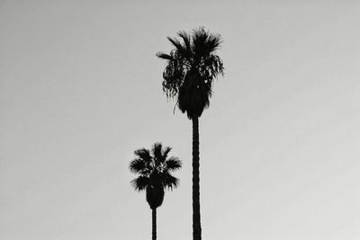 Low angle view of palm trees against clear sky