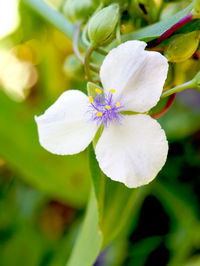 Close-up of white flowers