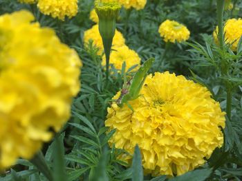 Close-up of yellow marigold flowers blooming outdoors